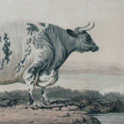 Barenger Lincolnshire Ox