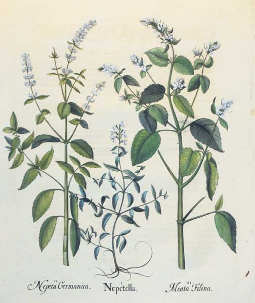 Besler Botanicals