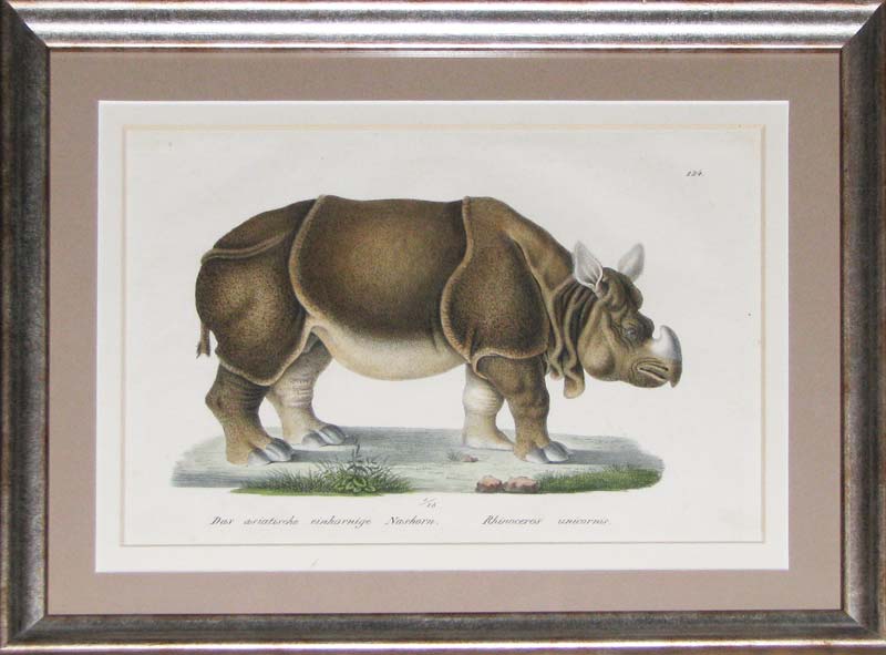 Brodtman Rhino