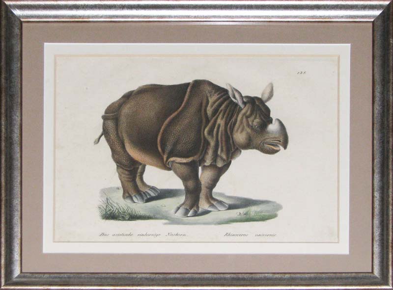 Brodtman Rhino