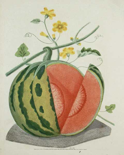 Brookshaw: Melons