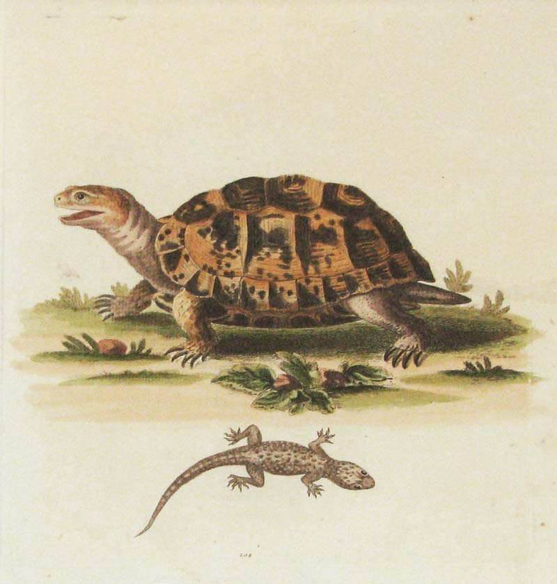 Edwards Tortoise