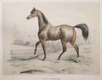 Godard Nina Horse