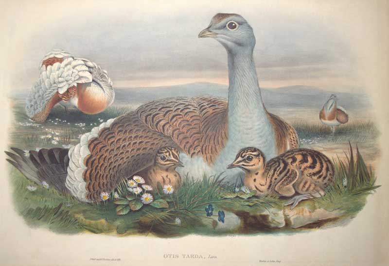Gould Great Bustard
