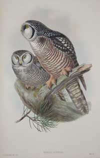 Gould Richter Hawk Owl