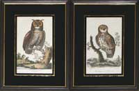 Edwards Owls