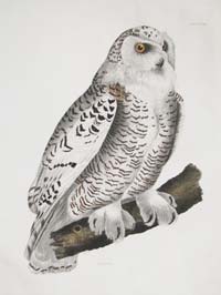 Selby Snowy Owl