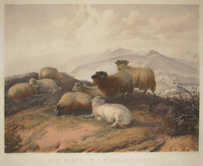 West Giles Sheep