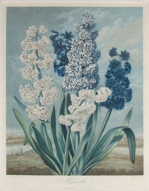 Thornton Hyacinths