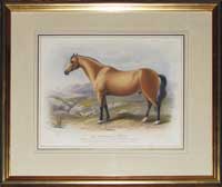 Low Connamara Horse