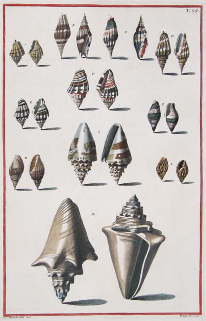 Albizzini Shells