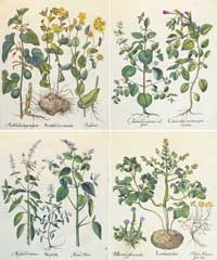 Besler Botanicals