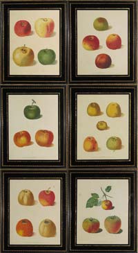 Brookshaw apples