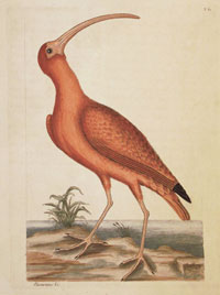 Catesby: Red Curlew