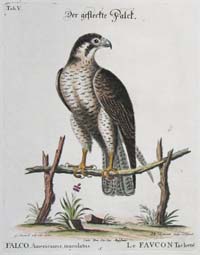 Edwards American Falcon
