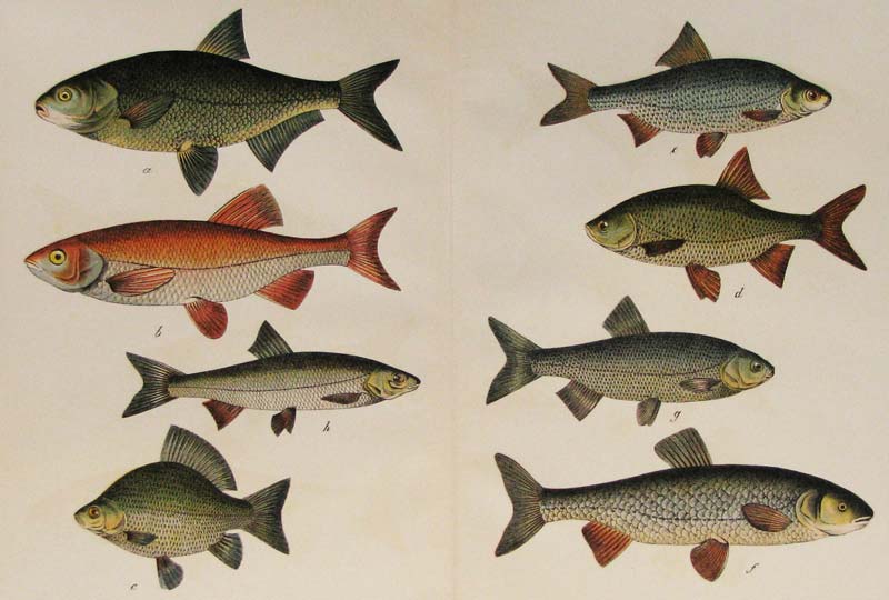 Fish lithographs