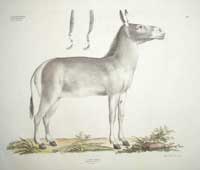 Goldfuss Onager Ass