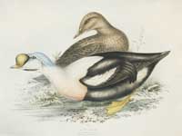 Gould Duck