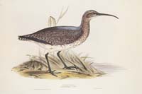Gould Whimbrel