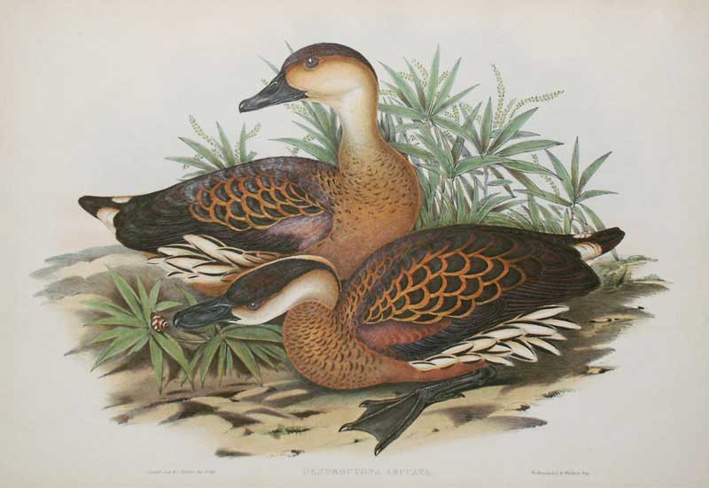 Gould: Whistling Duck