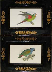 Greene Parrots
