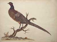 Hayes Pheasant