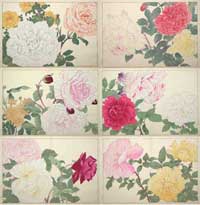 Japanese Woodblock Roses