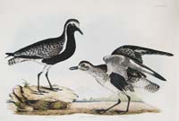 Selby Grey Lapwing