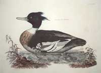 Selby Merganser