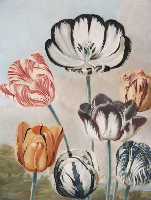 Thornton Tulips Roses