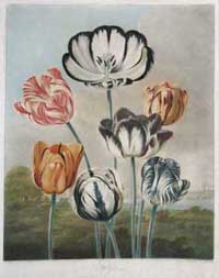 Thornton Tulips