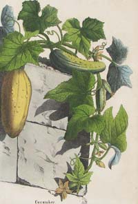 Victorian Cucumber