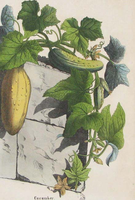Victorian Cucumber