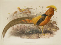Elliot: Golden Pheasant